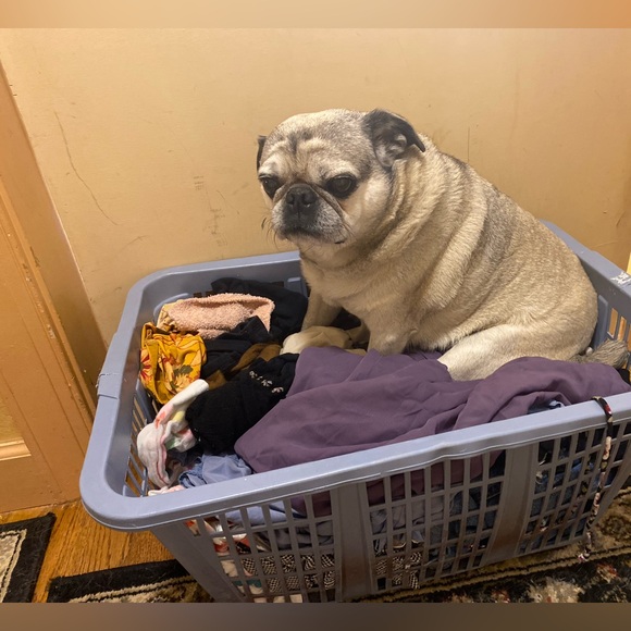 Shop for Igor - Picture 4 of 4